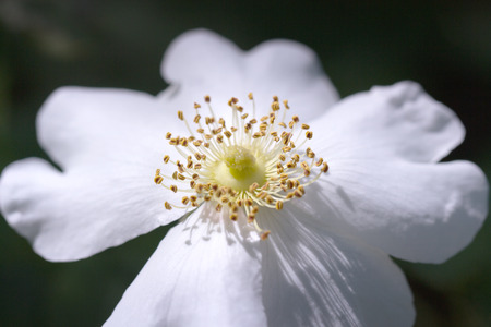 White dog-rose close-up. Flower natural background. Horizontal composition.の写真素材