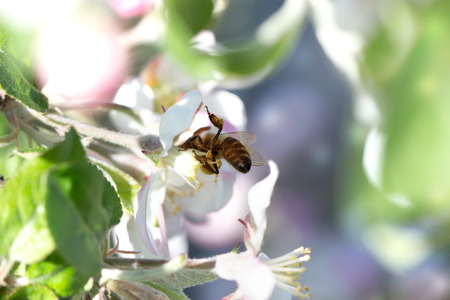 Bee on a white flower on a tree. Bee picking pollen from apple flower.Bee on apple blossom.Honeybee collecting pollen at a pink flower blossomの写真素材