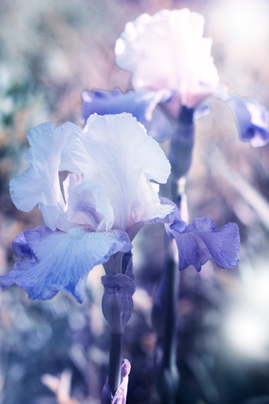 Beautiful iris flower background. Violet iris over green meadow bright backgroundの写真素材