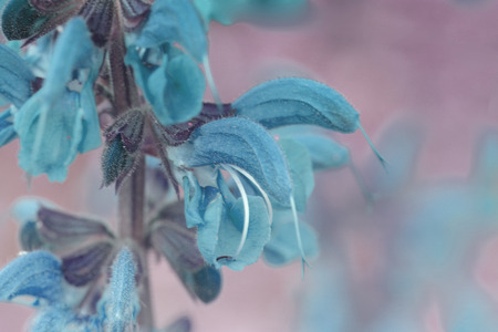 blue spring flowers in a garden. blue Spring Flower Blossom Macro の写真素材