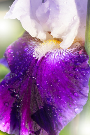 Purple flower petals with raindrops, macro image. drops of water on a flower