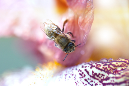 Closeup flower with bee. Honey bee on a flower closeup. Closeup iris flower with bee. Meadow in may...