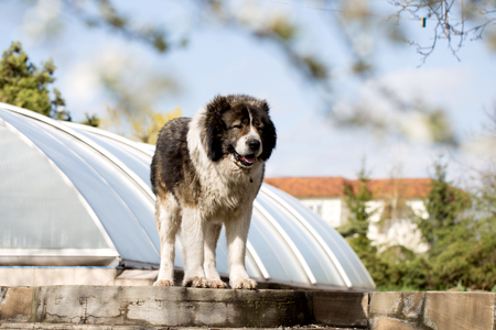 Adult Caucasian Shepherd dog in the yard. Caucasian sheepdog in sprig timeの写真素材