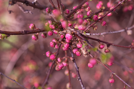 branch with little pink flowers twig shrub with small pink flowers flowers in the garden at springtimeの写真素材