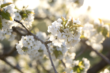 flowers on the branches of a tree cherry spring. blossoming branch close-up. Spring blossom.の写真素材
