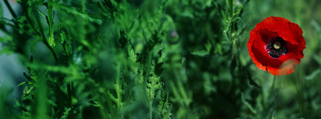 Red poppy on green weeds field. Poppy flowers.Close up poppy head. red poppy.Copy Space Bannerの写真素材