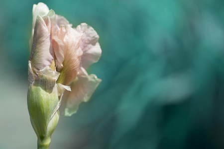 Beautiful flowers of a iris. Beautiful irises on green background. A iris plant in garden bloom in spring.の写真素材