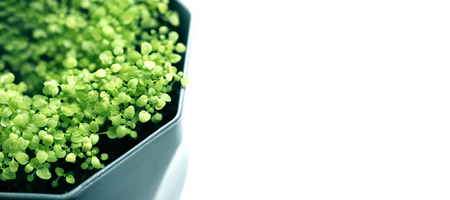 Herbs still life.Green fresh plants grass closeup for background. Fresh Green Basil Herb in Pot on...