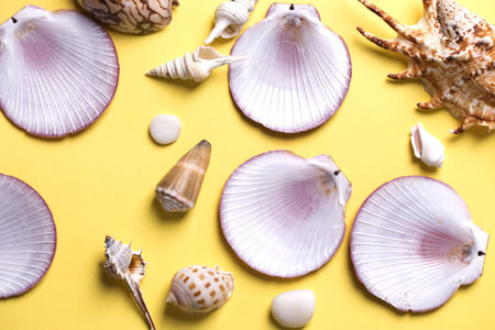 Vacation travel summer weekend sea adventure trip concept. Seashells on a yellow background. Pattern made of seashells.の写真素材