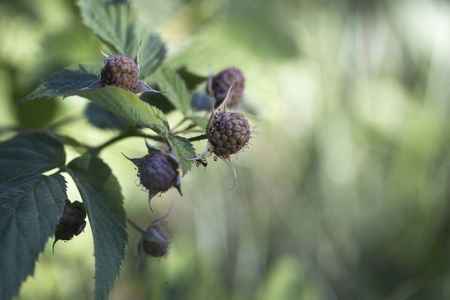 Berry raspberries on a branch, green. Not ripe. Macro. Organic not ripe green raspberries on the bush in a garden cultivation, healthy farm foodの写真素材