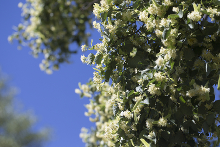 Blossoming linden tree. Linden tree in blossom. Nature background.の写真素材