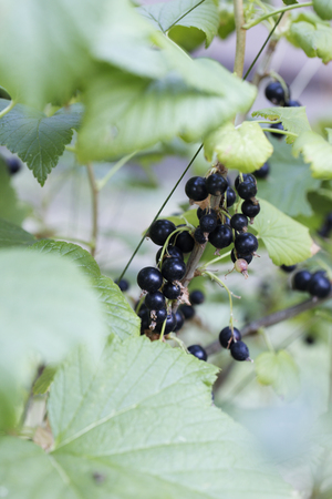 Black currants on the bush branch in the garden, harvest of blackcurrants on the branch. Sparkling in summer sun bunch ripe juicy black currant berries, hanging from branch.の写真素材