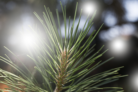 Closeup photo of green needle pine tree. Natural evergreen spruce branch tree. Beautiful macro view needlesの写真素材