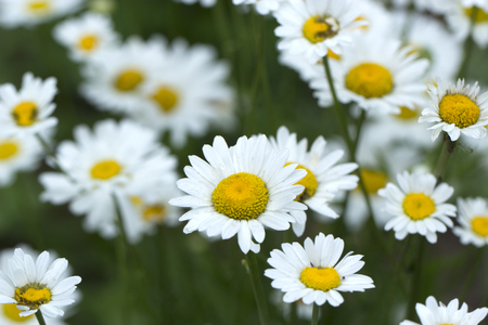 Chamomile field flowers border. Beautiful nature scene with blooming medical chamomilles in sun flare. Summer flowers. Beautiful meadow. Summer backgroundの写真素材