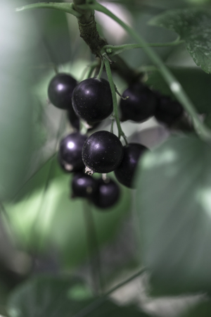 Black currants on the bush branch in the garden, harvest of blackcurrants on the branch. Sparkling in summer sun bunch ripe juicy black currant berries, hanging from branch.の写真素材