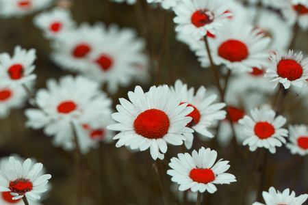 Chamomile field flowers border. Beautiful nature scene with blooming medical chamomilles in sun flare. Summer flowers. Beautiful meadow. Summer backgroundの写真素材