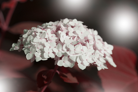 Inflorescence of hydrangeas. Blossoming white hydrangea in summer garden. Close-up.の写真素材
