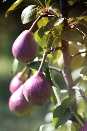 Pear drops of rain hanging on the tree. Ripening red pear with water dropsの写真素材