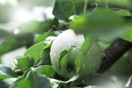 apples on an apple-tree branch in garden. apples on the treeの写真素材