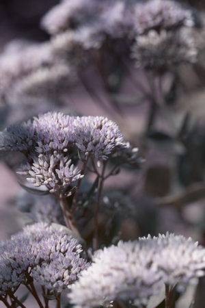 closeup small flowers. Sedum prominent (Sedum spectabile). Ornamental garden plants. flowering periodの写真素材