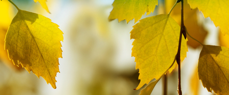 natural background for web banners. Web Banner- First Autumn Yellow leavesの写真素材