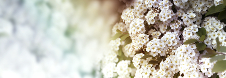 Closeup of flowering shrub bridal wreath spirea floral background.dewy flowering shrub bridal wreath spirea, floral background.Spirea bushes bloom in the spring in Mayの写真素材