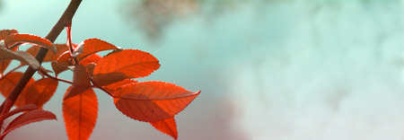 natural background for web banners.Web Banner- Autumn Yellow leaves