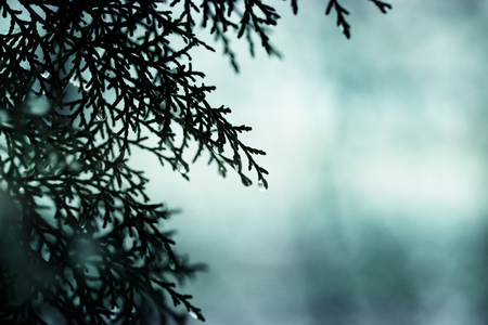 Frost water on juniper bushes in winterの写真素材
