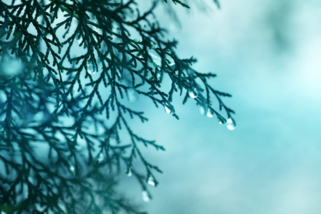 Frost water on juniper bushes in winterの写真素材