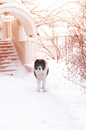 Adult Caucasian Shepherd dog is outside on a cold winter day with snow.Caucasian sheepdog in winter time.の写真素材