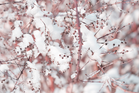 Snow on the tree branches. Winter View of trees covered with snow. The severity of the branches under the snow. Snowfall in nature.の写真素材