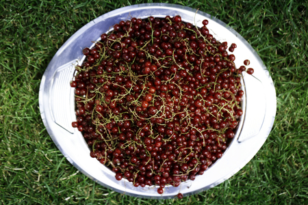Red currant on plate. Green grass as background. ripe juicy red currant berries. top view