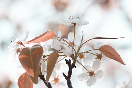 Apple flowers in sprinf blossom. Spring blooming apple flowers - natural spring flower background