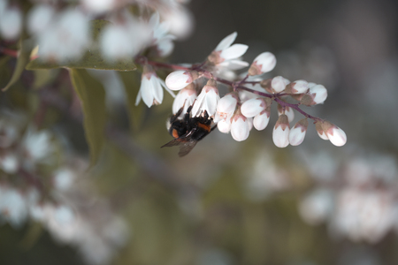 Close-up of a little Bumblebee on a beautiful white Flower. View on a lovely Bumblebee on a amazing white Flower in Spring. A Filed with Flowers and Insects on a sunny Day. Nature Backgrounds.の写真素材