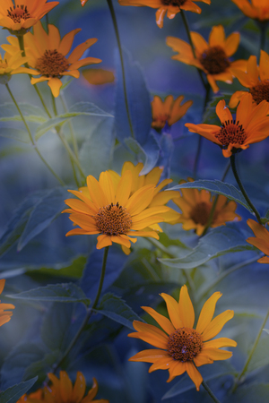 cute yellow summer flowers.delicate yellow flowers. fragile delicate yellow flowers