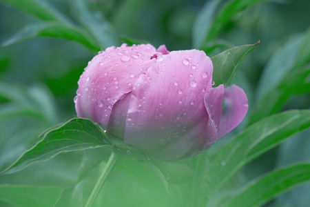 Floral natural background from pink wet peony flower petals with water dropsの写真素材