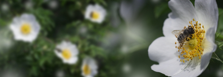 detail of bee or honeybee , european or western honey bee sitting on the white flowerの写真素材