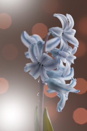 Floral light purple-white background. Flowers of white-blue-violet hyacinth close-up. Flower collage for postcard. Nature.の写真素材