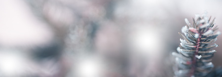 Frozen winter forest with snow covered trees. Beautiful winter season background. Beautiful natural winter background. pine tree branches covered with snow.の写真素材