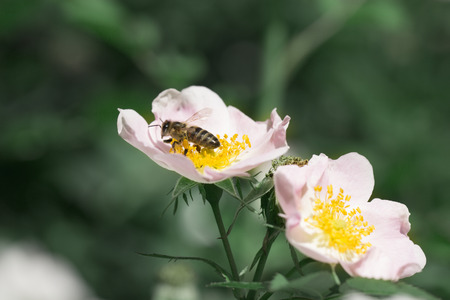 spring (summer) rose flower and bee. Bee on a flower. Honeybee collecting pollen at a pink flower blossomの写真素材