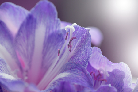 spring background with amaryllis flowers. Amaryllis flower,Amaryllis Blossom Peacock (Fragrant)の写真素材
