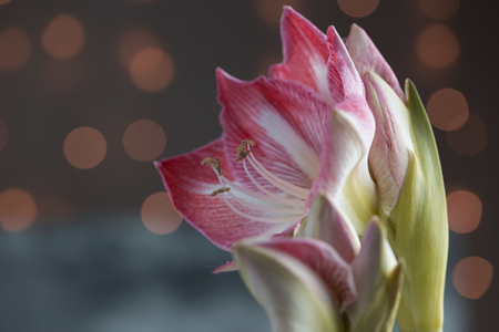 spring background with amaryllis flowers. Amaryllis flower,Amaryllis Blossom Peacock (Fragrant)の写真素材
