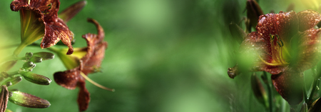 The royal lily bloomed in the garden. Hemerocallis - Beautiful red daylily flowers blossom in the gardenの写真素材