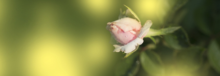 rose with water droplets. Soft pink rose in gardenの写真素材
