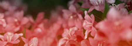 Beautiful Floral Border.Flower design.Spring summer floral Spring blossom background.の写真素材
