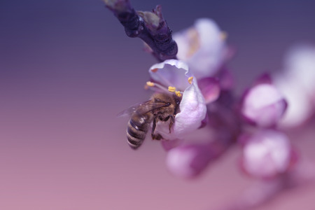 bee on a white flower on a tree. Bee picking pollen from apricot flower.Bee on apricot...