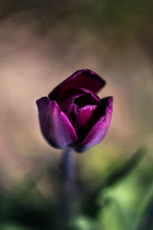 purple tulips. Spring landscape. Purple Tulip stems outdoorの写真素材