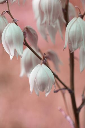 Decorative yucca plant. flowers of yucca. Blooming Yucca bush. Yucca bushes in bloom. Gardening Theme.の写真素材