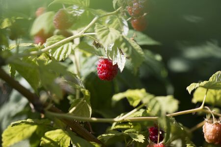 close up of branch of ripe raspberries in a garden. Red sweet berries growing on raspberry bush in...