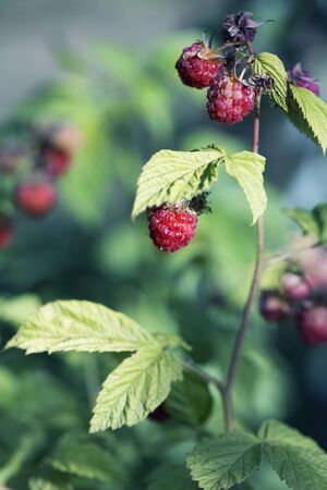 close up of branch of ripe raspberries in a garden. Red sweet berries growing on raspberry bush in...